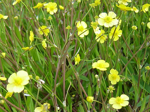 Large image of Lesser Spearwort - Ranunculus Flammula