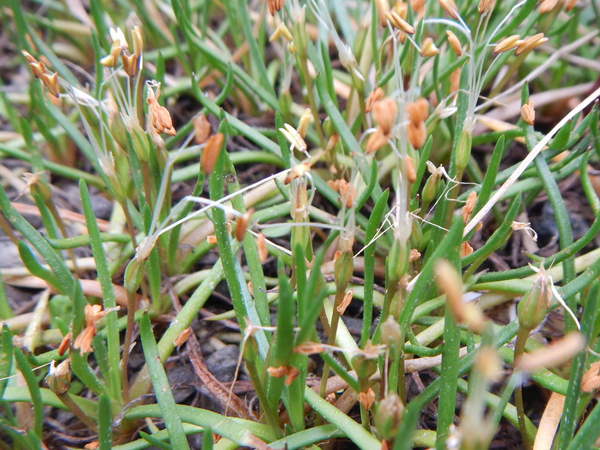 Large image of Shoreweed - Littorella Uniflora