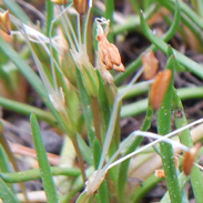 Shoreweed - Littorella Uniflora