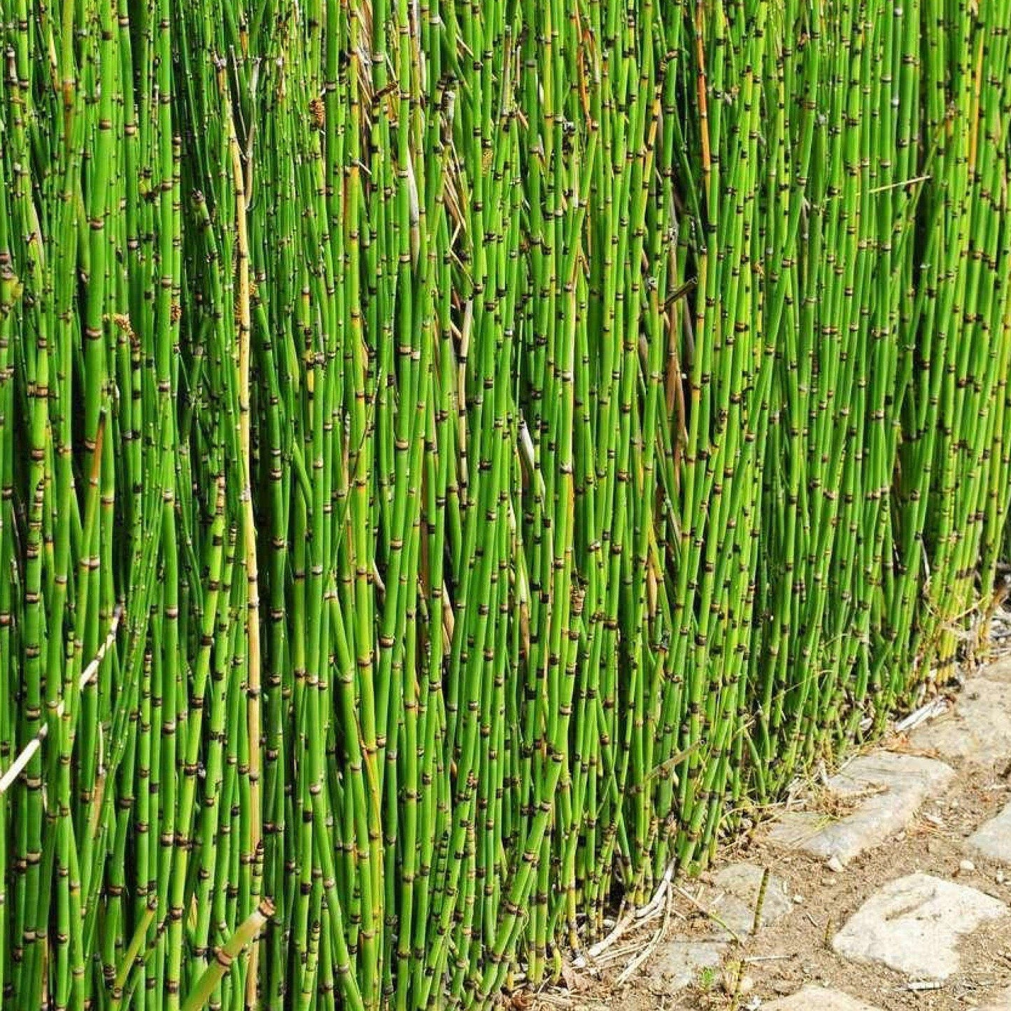 Barred Horsetail - Equisetum - Image 2