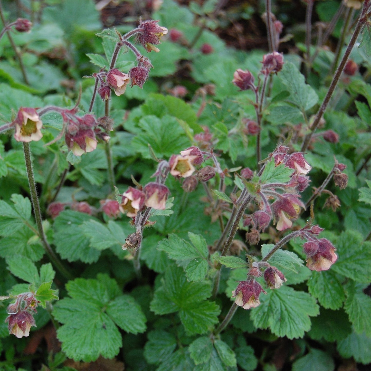 Water Avens - Geum Rivale - Image 3
