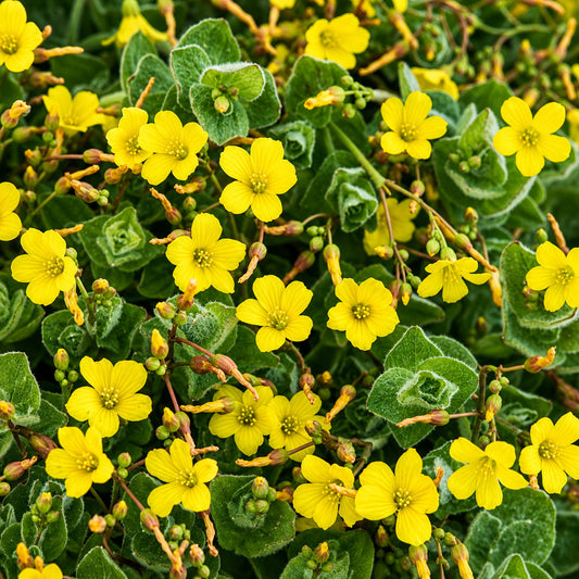 Potted Pond Plant WPK125 St Johns Wort Hypeticum Elodes Pic1