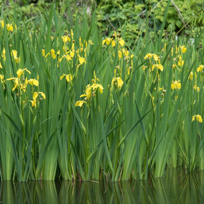 Yellow Flag Iris - Iris Pseudacorus - Image 2