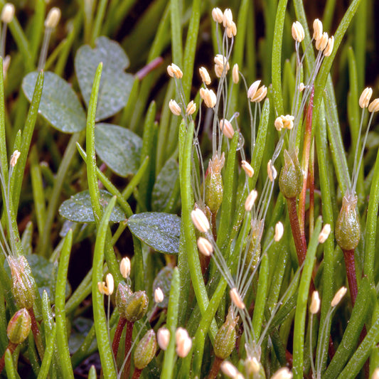 Potted Pond Plant WPK198 Shoreweed Littorella Uniflora Pic1b