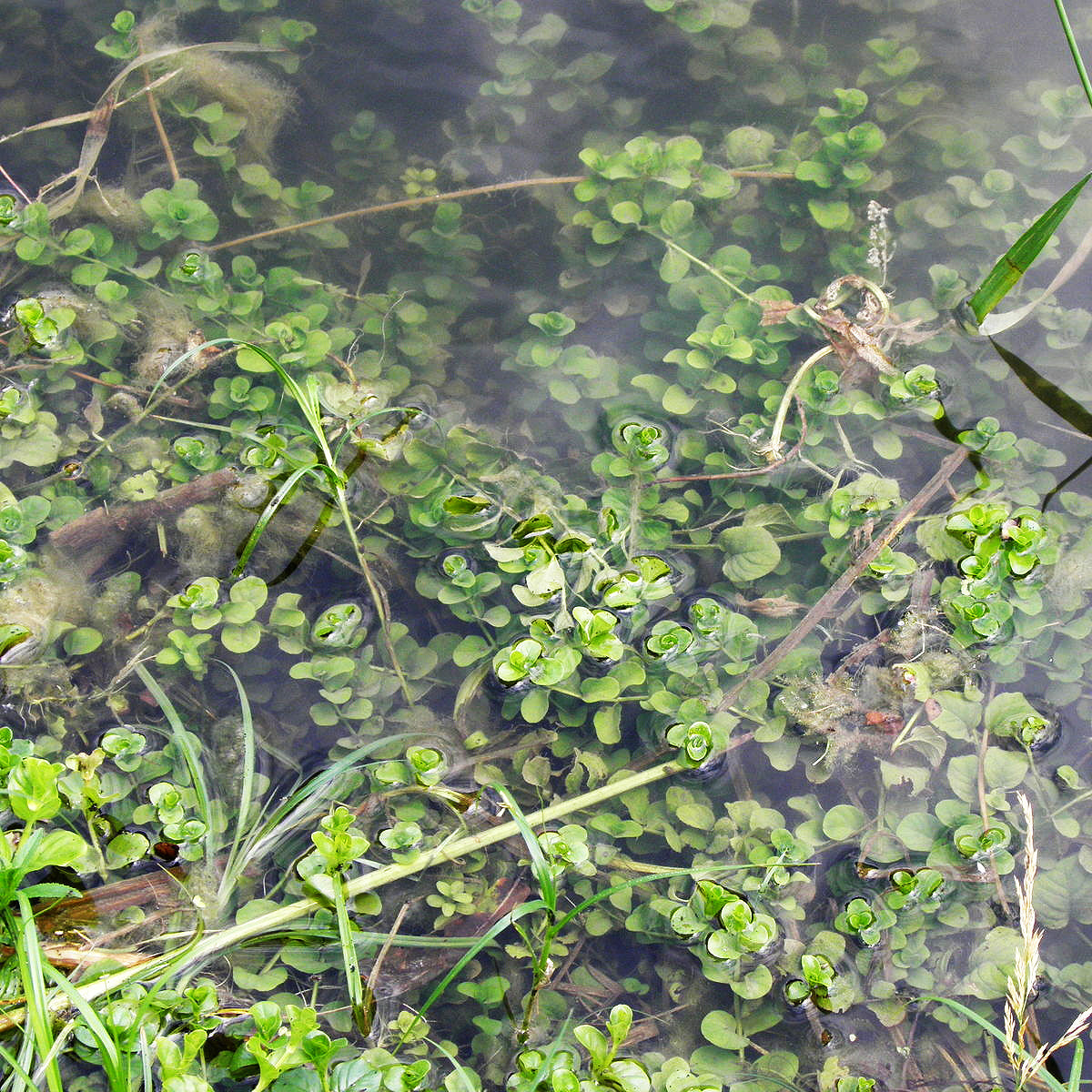 Potted Pond Plant WPK204 Creeping Jenny Lysimachia Nummularia Picture 3
