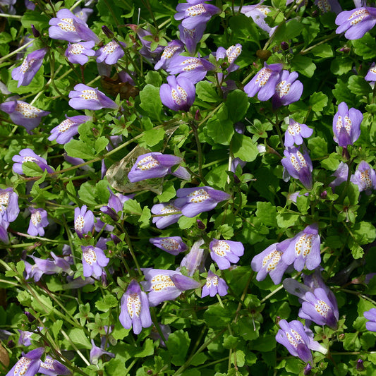 Potted Pond Plant WPK231 Blue Chinese Marshflower Mazus Reptans Blue Picture 2