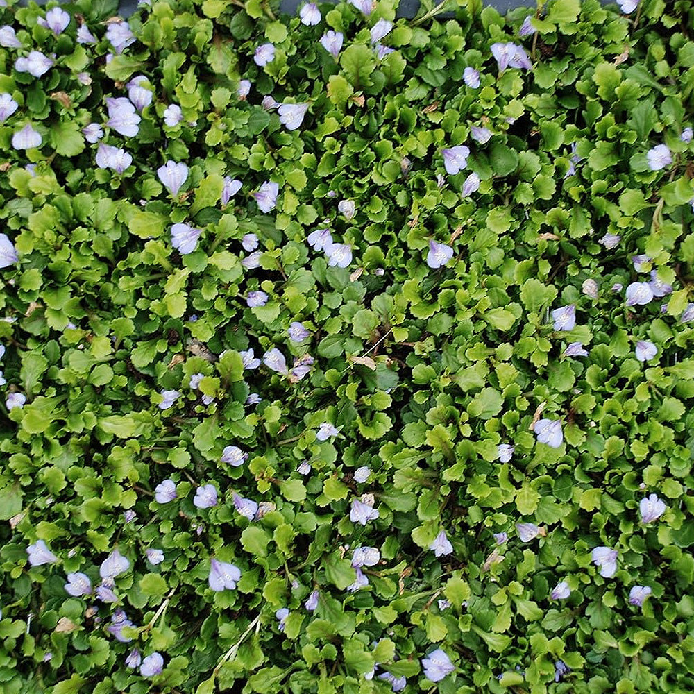 Potted Pond Plant WPK231 Blue Chinese Marshflower Mazus Reptans Blue Picture 3
