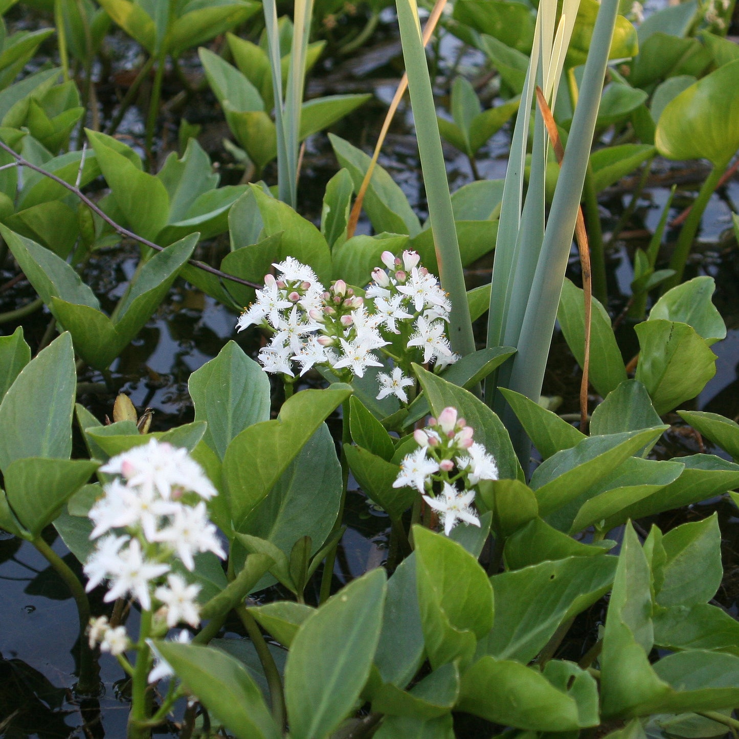 Potted Pond Plant WPK234 Bog Bean Menyanthes Trifoliata Picture 3