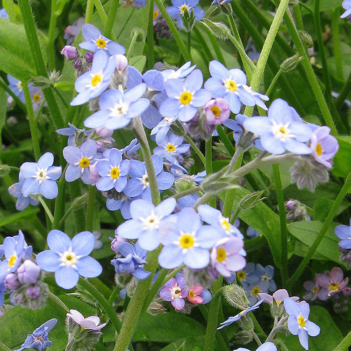 Potted Pond Plant WPK239 Water Forget Me Not Myosotis Palustris Picture 1