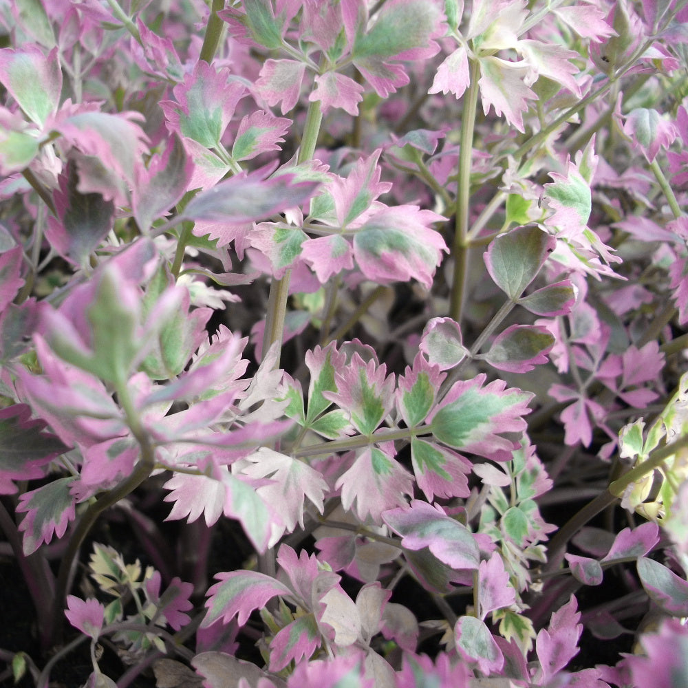 Potted Pond Plant WPK260 Variegated Water Dropwort Oenanthe Japonica Flamingo Picture 3