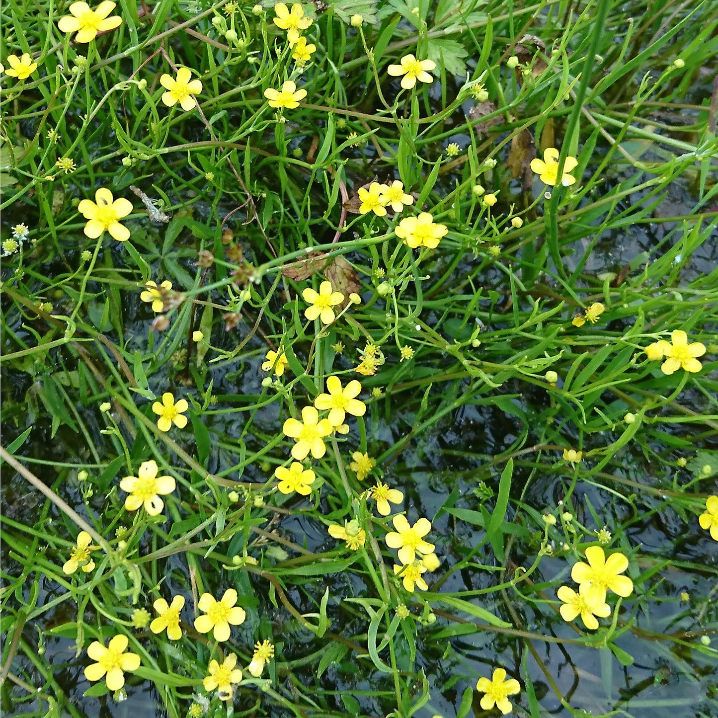 Potted Pond Plant WPK301 Lesser Spearwort Ranunculus Flammula Picture 3