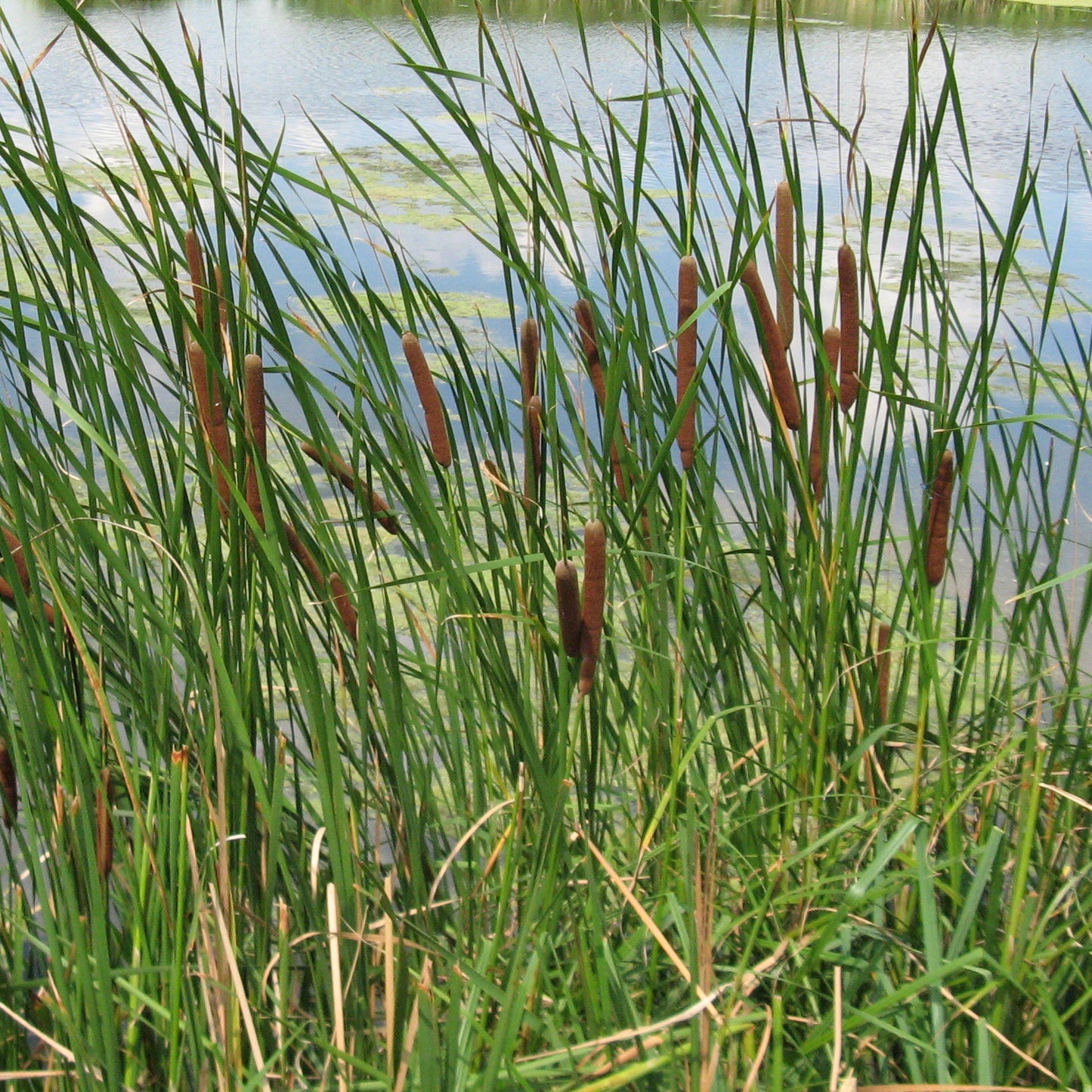 Potted Pond Plant WPK353 Lesser Bulrush Typha Angustifolia Picture 3
