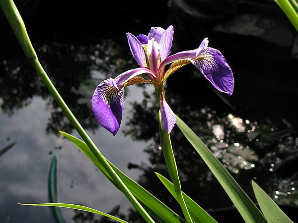 Large image of Blue Flag Iris - Iris Versicolor