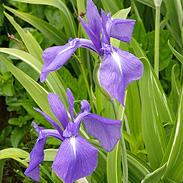 Dry Pack Blue Japanese Iris Pond Plant (2 plants per pack)