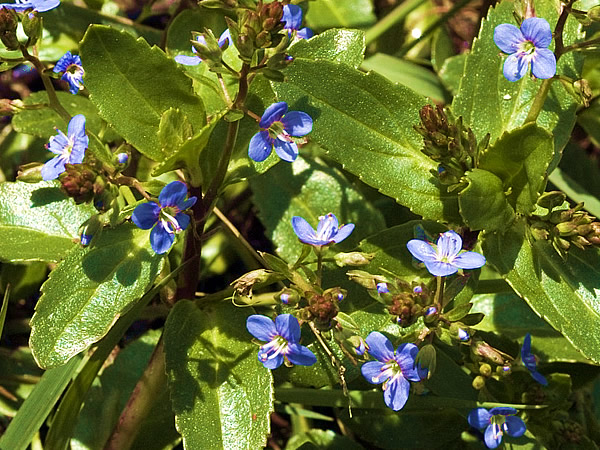 Large image of Brooklime - Veronica Beccabunga