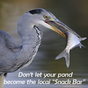 How To Protect Your Pond From Herons