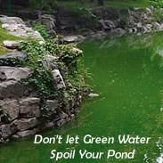 How to Cure Green Pond Water