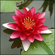 Nymphaea Red Pond Lily - Single Dry Pack Pond Lily