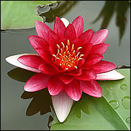 Nymphaea Red Pond Lily - Single Dry Pack - Pre-Order