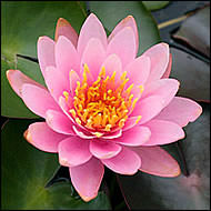 Nymphaea Pink Pond Lily - Single Dry Pack - Pre-Order