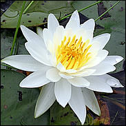 Nymphaea White Pond Lily - Single Dry Pack Pond Lily