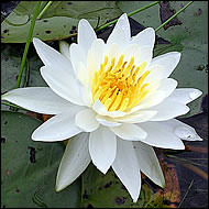 Nymphaea White Pond Lily - Single Dry Pack
