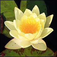 Nymphaea Yellow Pond Lily - Single Dry Pack Pond Lily