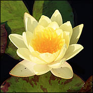 Nymphaea Chromatella - Yellow Pond Lily - Single Dry Pack