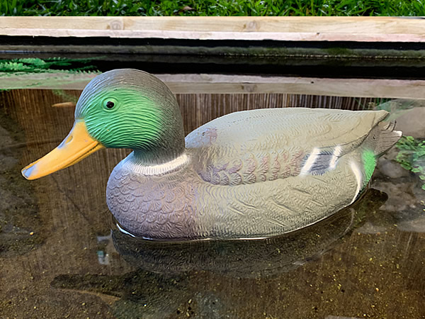 Large image of Oase Floating Mallard Duck Drake
