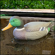 Oase Floating Mallard Duck Drake
