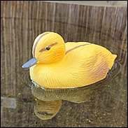 Oase Floating Mallard Duckling