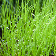 Pepper Grass - Pilularia Globulifera