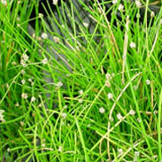 Hairgrass - Eleocharis Acicularis