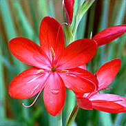 Red Cape Lily - Schyzostylis Coccinea Major