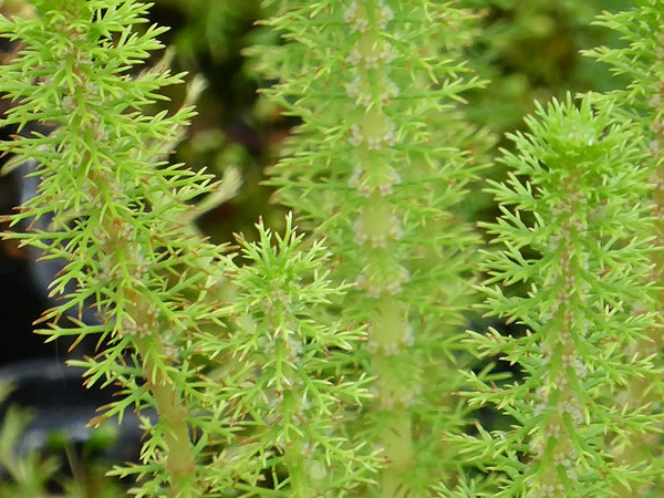 Large image of Upright Water Milfoil - Myriophyllum Crispatum