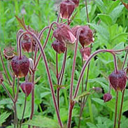 Water Avens - Geum Rivale