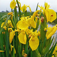 Dry Pack Iris Pseudacorus Yellow Pond Plant (2 plants per pack)