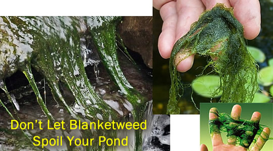 Garden Pond Blanketweed