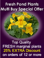 Pond Plant Multi Buy Special Offer