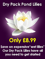Water Lilies - Now In Stock