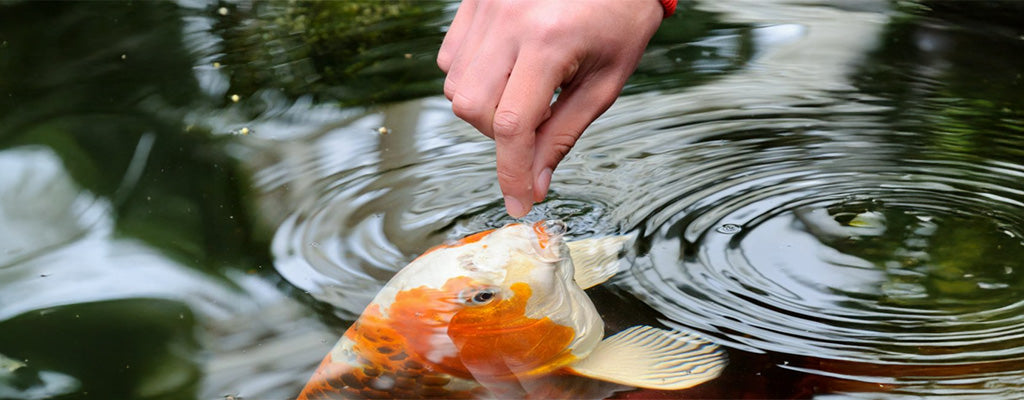 How and when to feed your fish