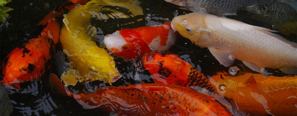 Get Ready For The Spawning Season