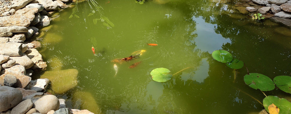 How to Cure Green Pond Water