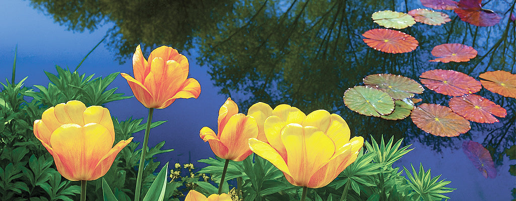 Getting Your Pond Ready for Springtime