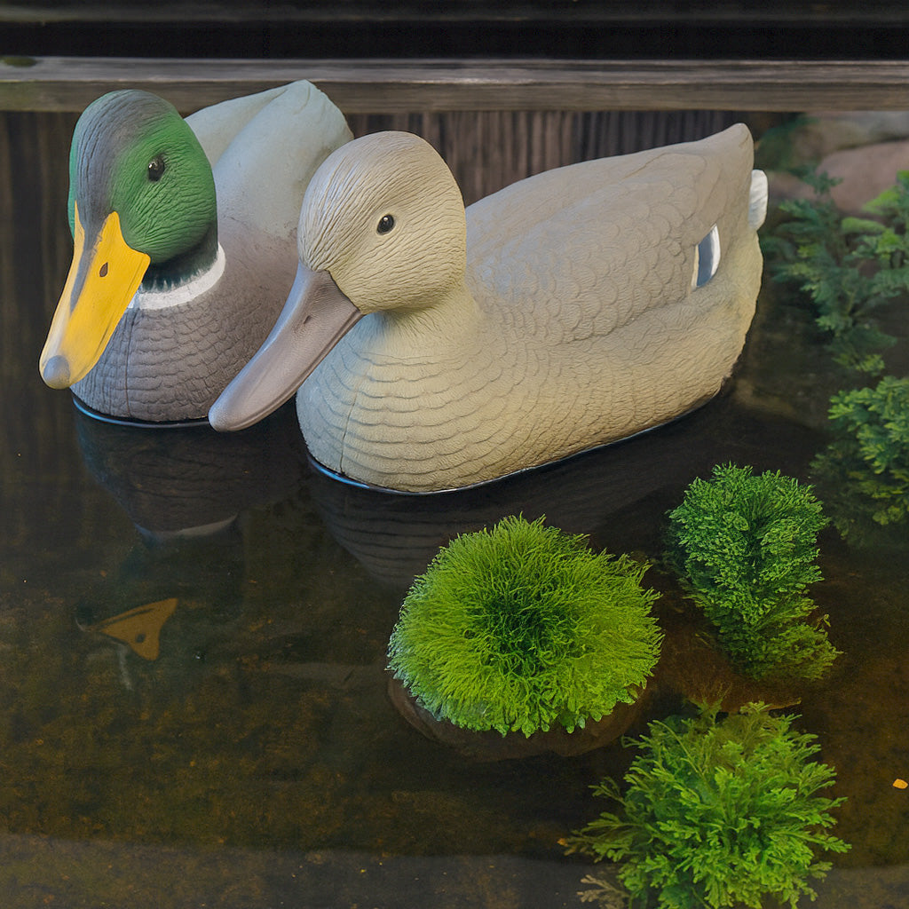 Oase Floating Mallards