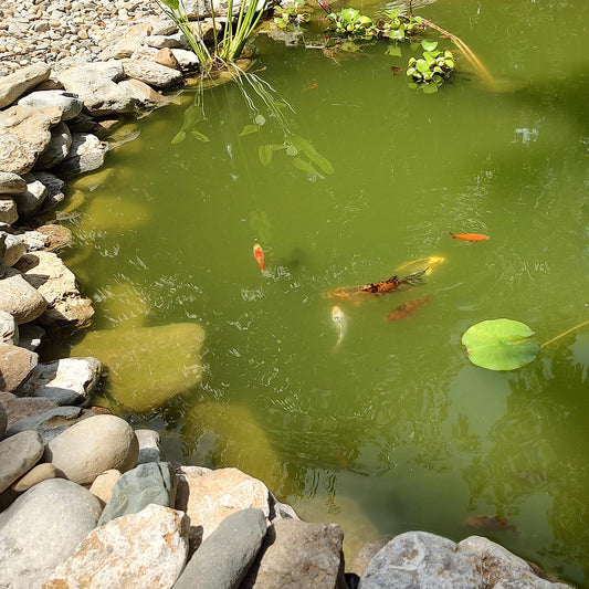 How To Cure Green Water - Sq