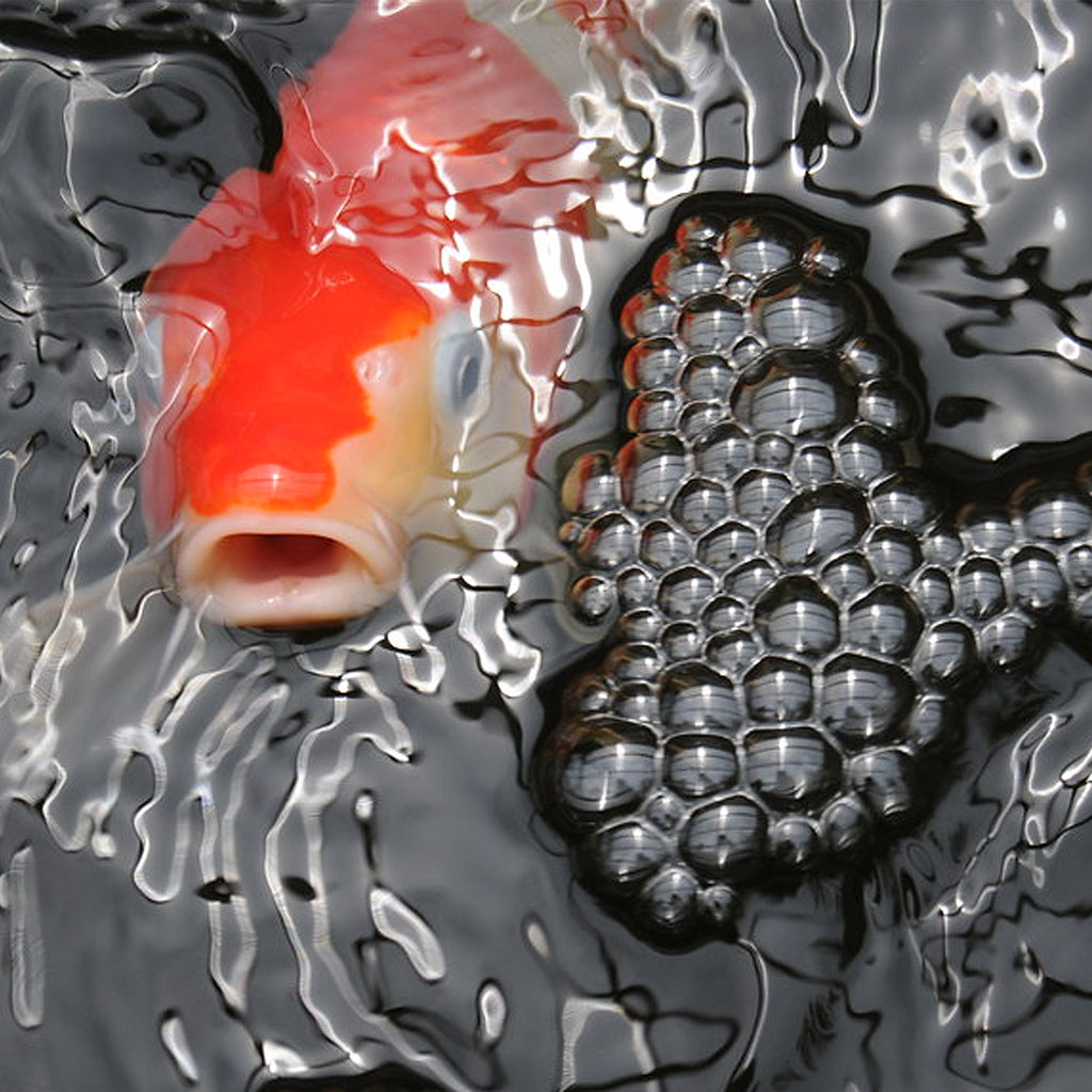 Ponds Oxygen Problems Advice - Sq