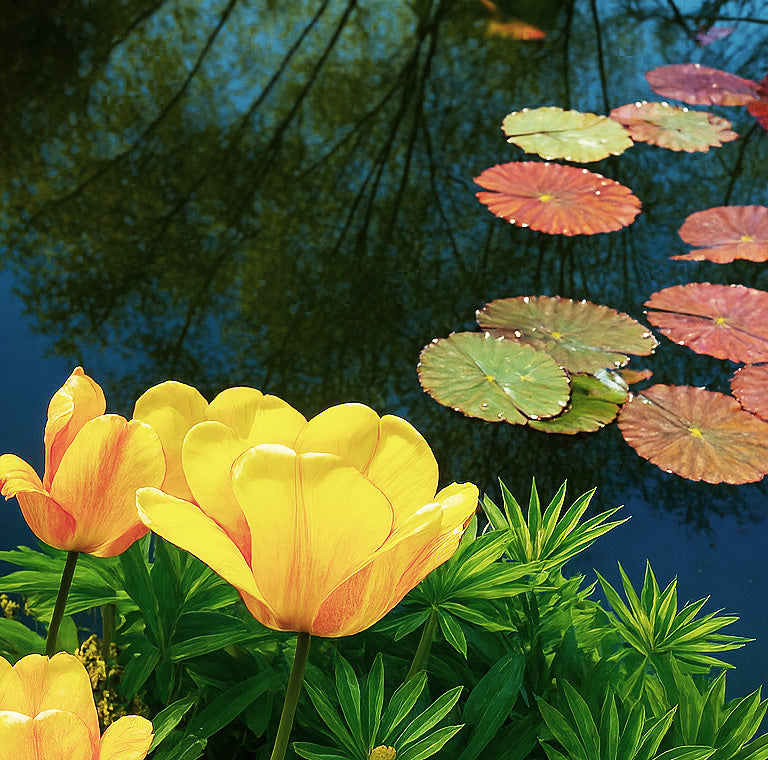 Spingtime Preperation Sq