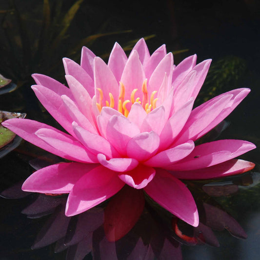 Nymphaea Pink Pond Lily - Single Dry Pack - Image 1