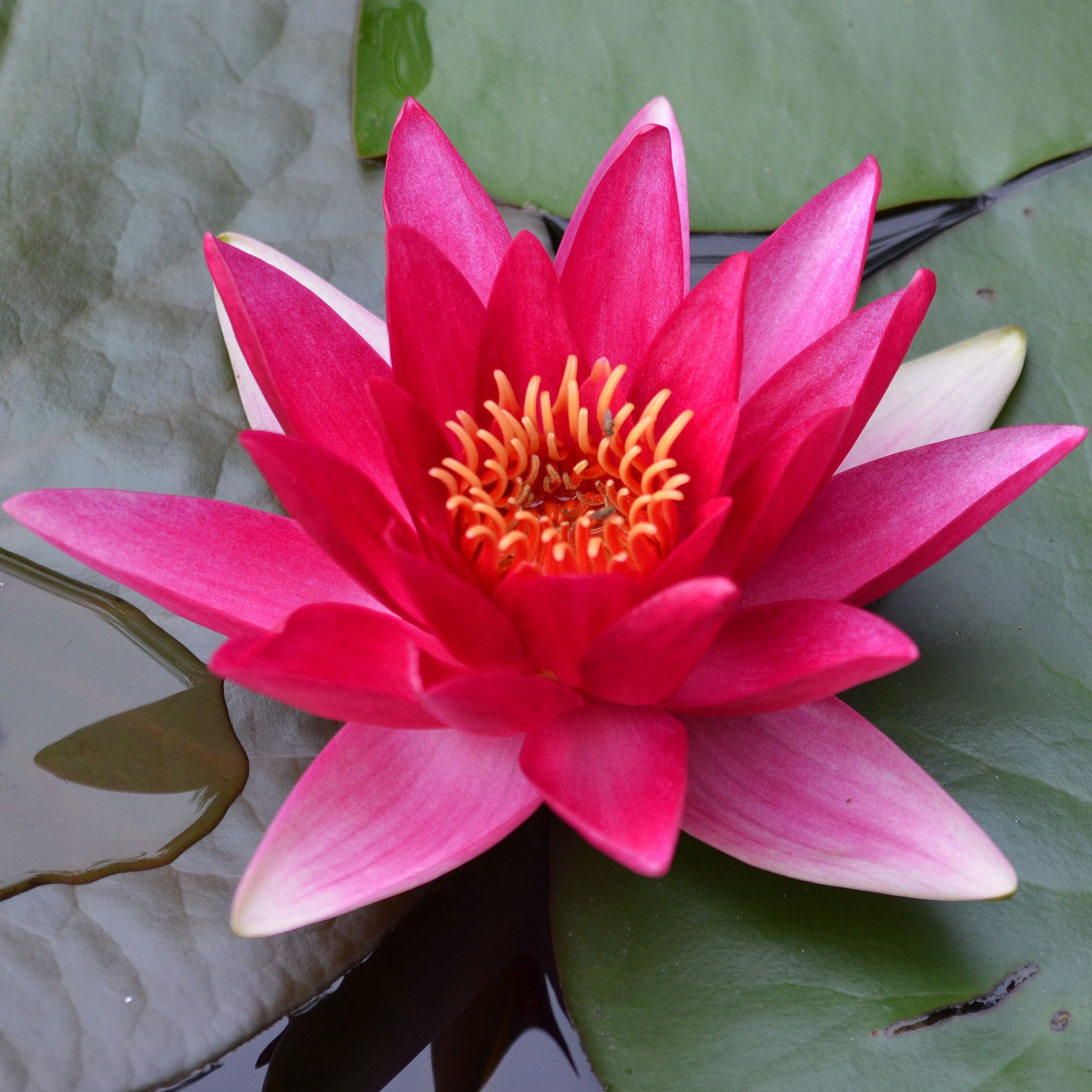 Nymphaea Red Pond Lily - Single Dry Pack